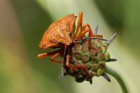 Podisus placidus